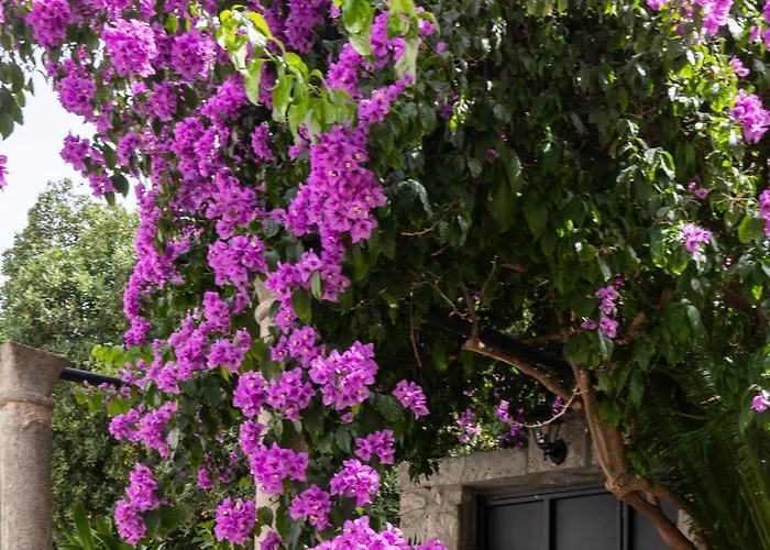 דירה Cosma דוברובניק